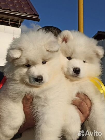 Щенки самоеда