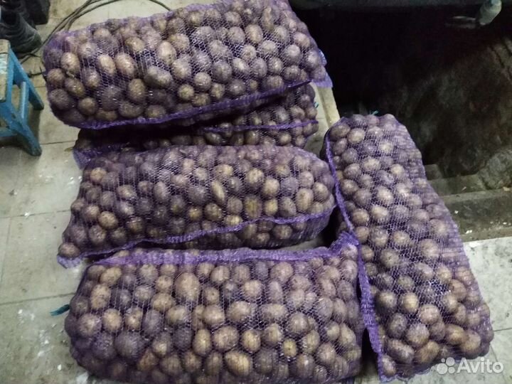 Картофель сорт Гала