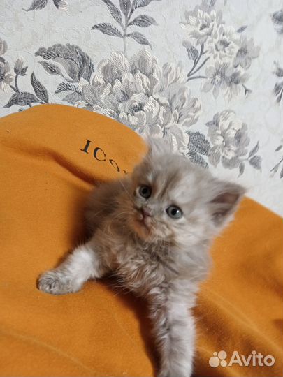 Кошка в дар бесплатно