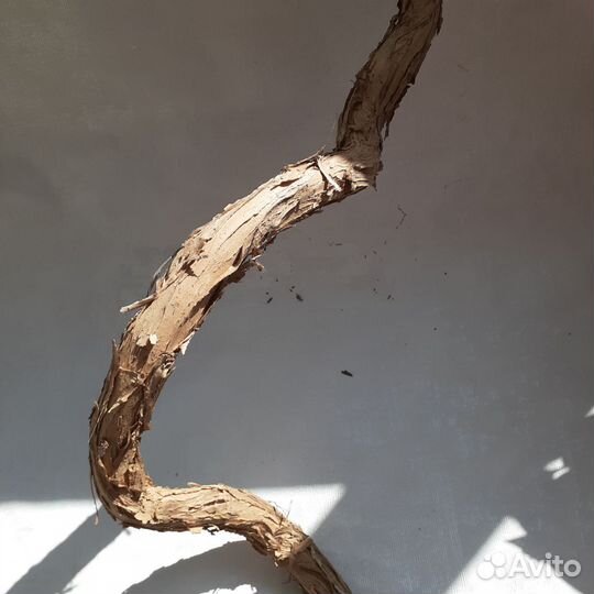 Коряга виноградная лоза в террариум