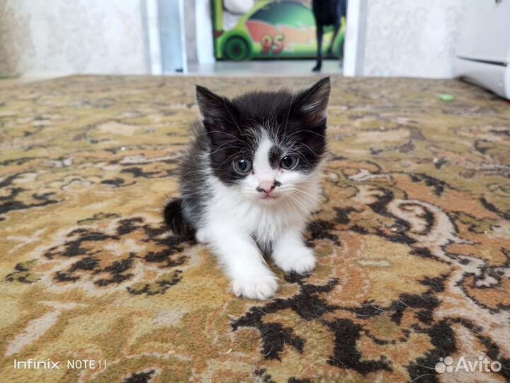 Кошка в дар бесплатно