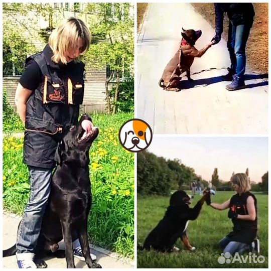 Кинолог: дрессировка, воспитание и коррекция