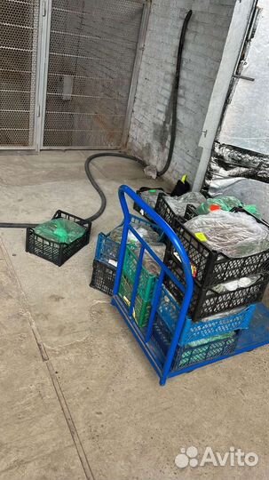 Саженцы клубники фриго