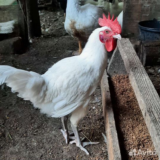 Петушки корниш и бресс гальские