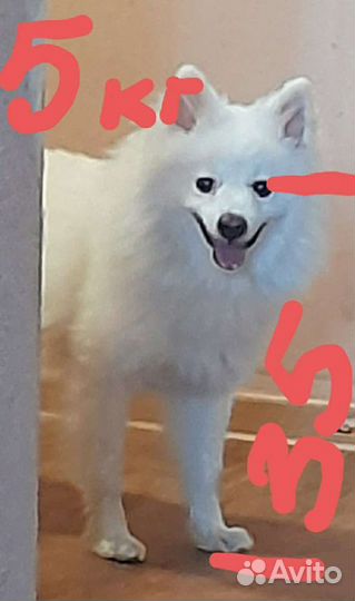 Немецкий шпиц