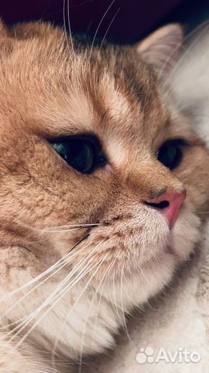 Британский золотой котик