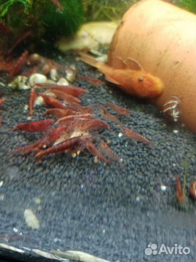 Креветки вишни