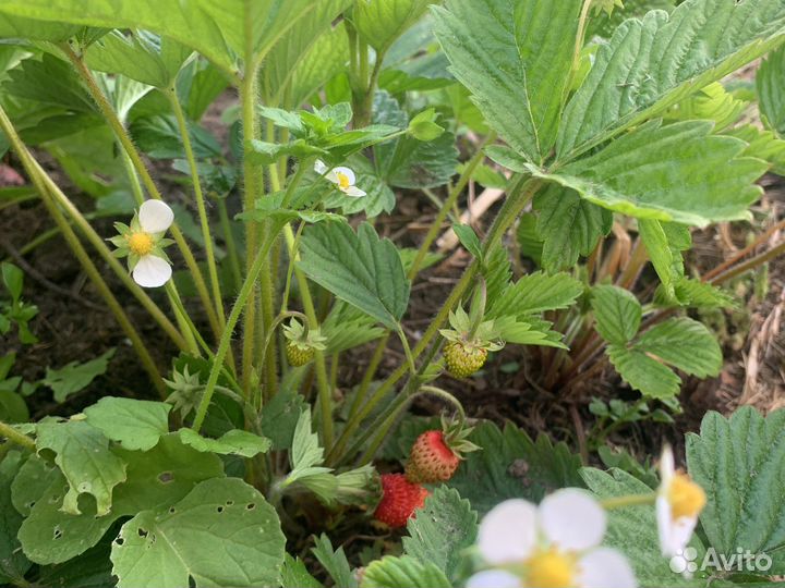Ремонтантная земляника безусая