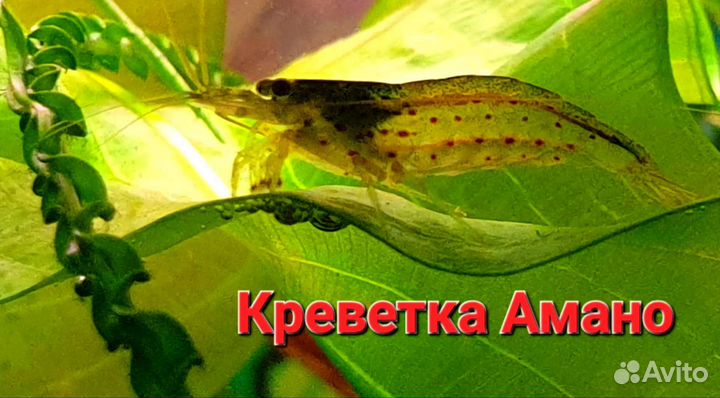 Креветки Аквариумные Амано и Красная Вишня
