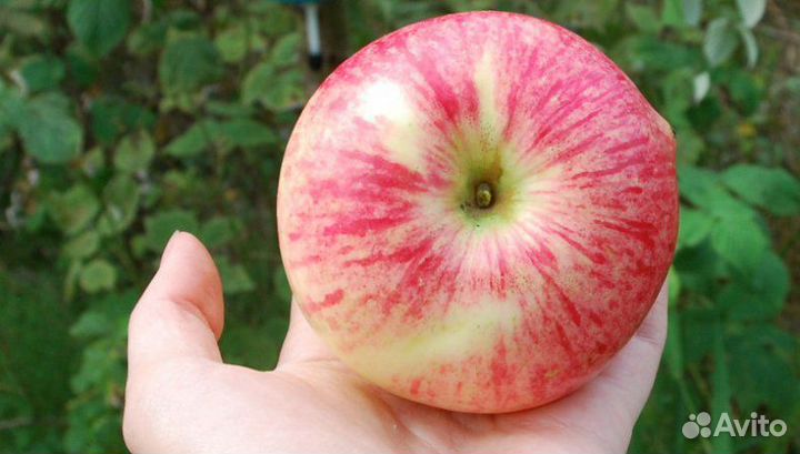 Саженцы плодовых деревьев