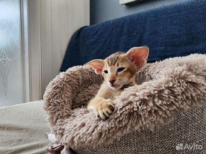 Ориентальные котята