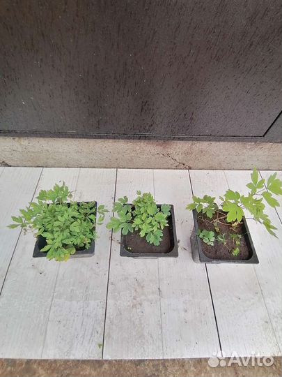 Садовые многолетние растения