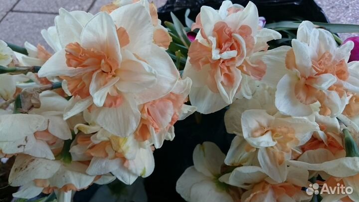 Декоративные растения и кустарники