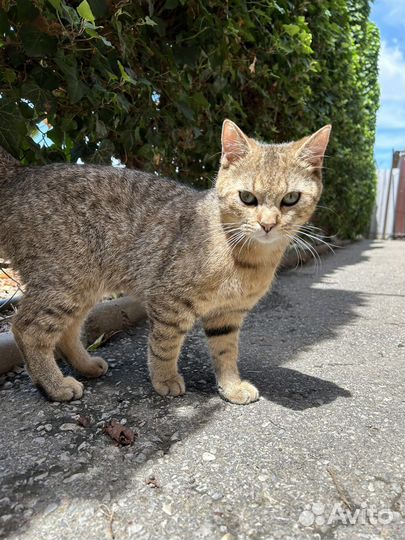 Британская золотая шиншилла вязка