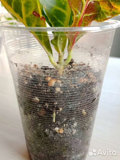 Кодиеум кротон