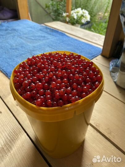 Красная смородина