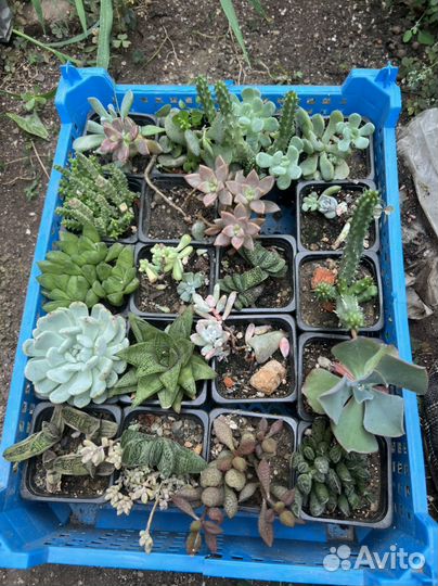 Суккуленты