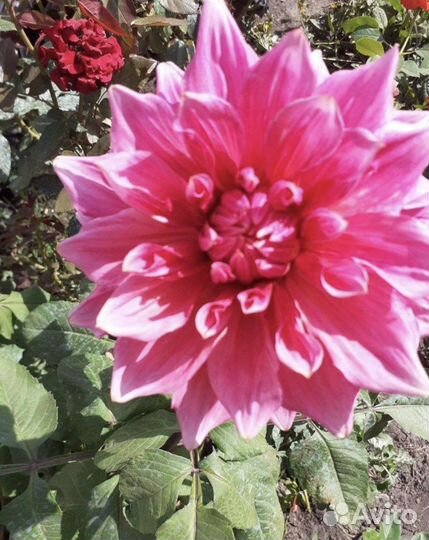 Продаю луковицы гладиолусов и клубни георгинов