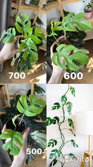 Монстера минима. Рафидофора тетрасперма