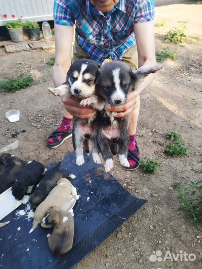 Щенки в добрые руки даром