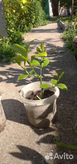 Саженцы лимона мейера