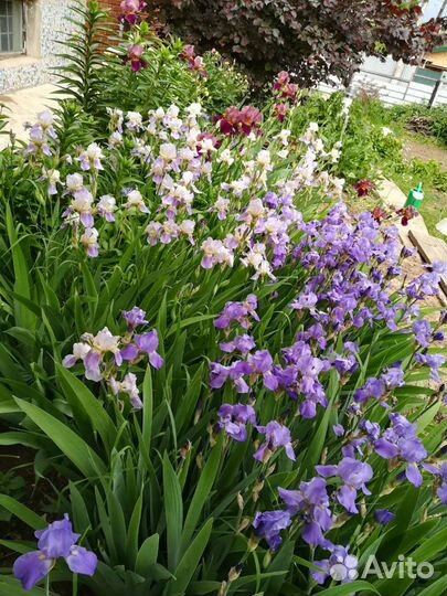 Ирисы сортовые многолетние крупные и помельче