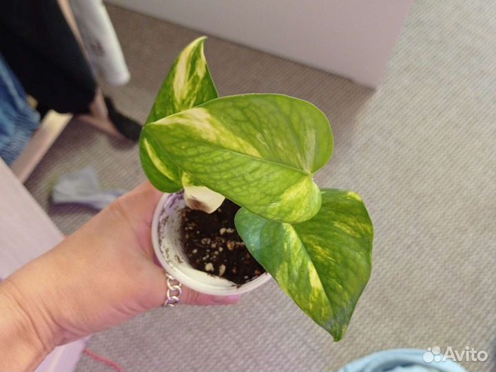 Сциндапсус золотистый