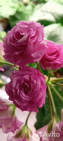 Пеларгония герань сортовая розебудная