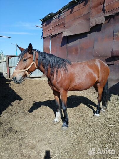 Продается Кобыла