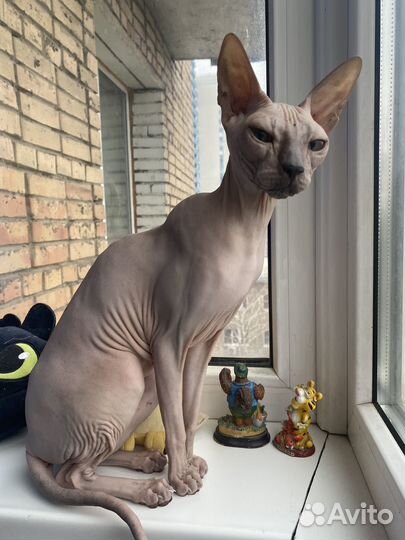 Донской сфинкс вязка. Кошка ищет кота на вязку