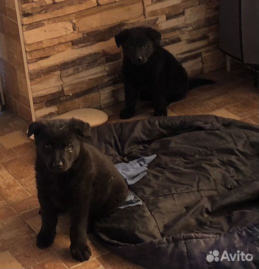 Щенки немецкой овчарки черные