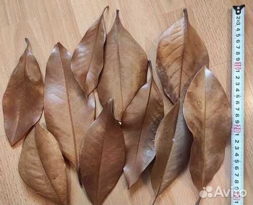 Шишки(плоды) Амбрового дерева и листья Могнолии