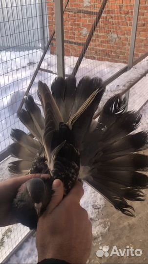 Николаевские голуби