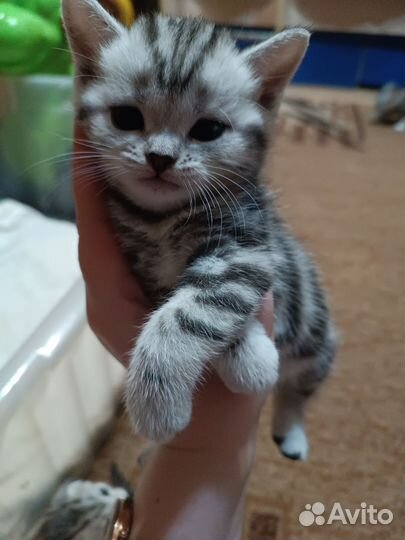 Шотландские котята