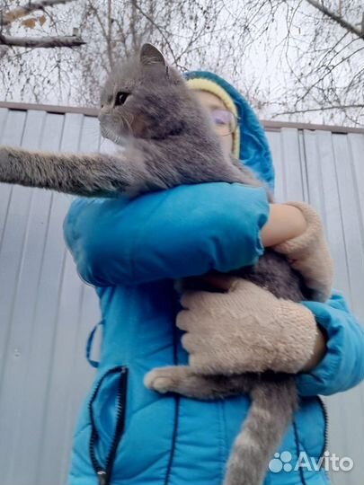 Котёнок британский