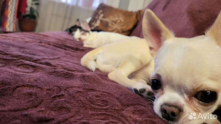 Услуги вязки кобель чихуахуа