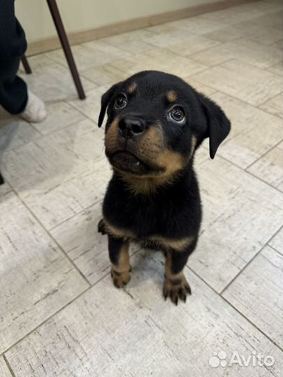 Щенки ротвейлера
