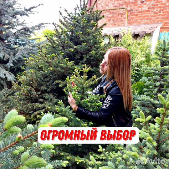 Ёлки ели голубые зеленые