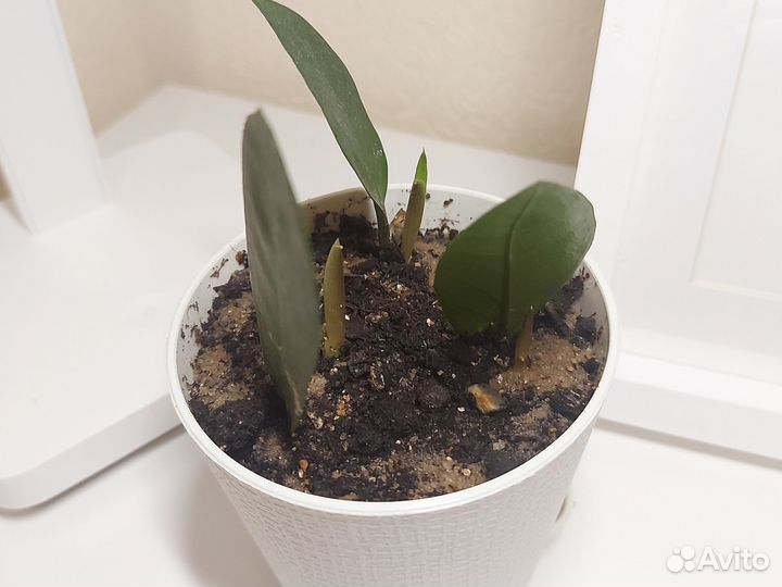 Замиокулькас