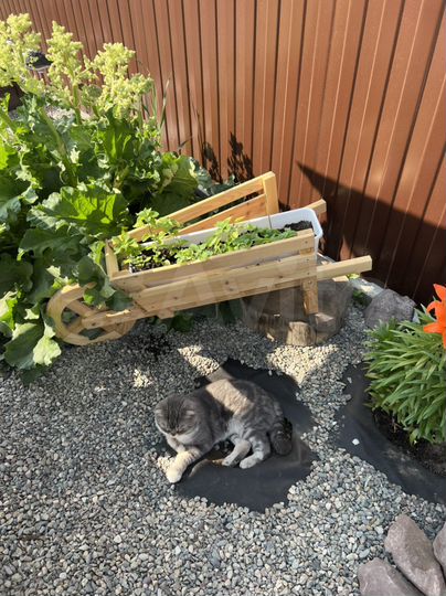 Дача 18 м² на участке 6 сот.