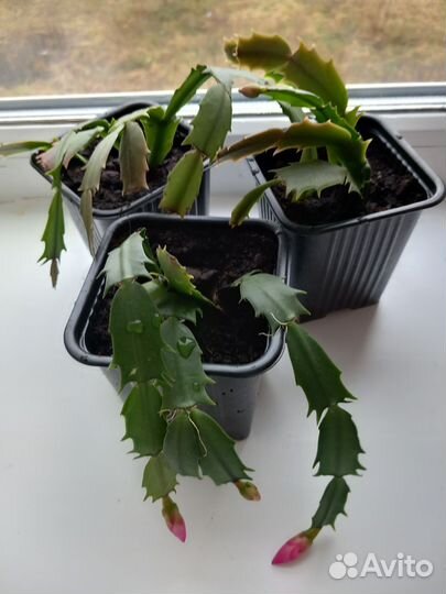 Декабристы