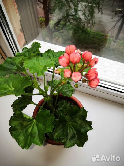 Пеларгония герань