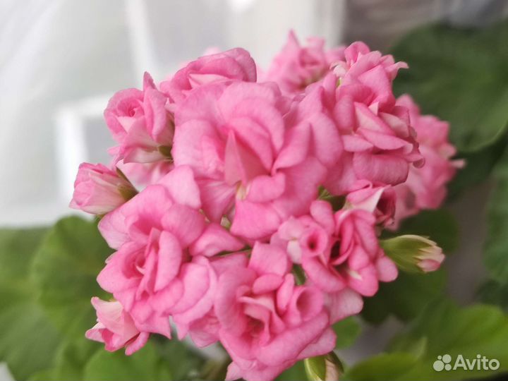 Пеларгония герань Яр Самарканд