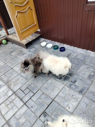 Померанский шпиц вязка