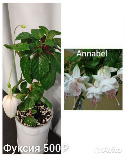 Комнатные растения