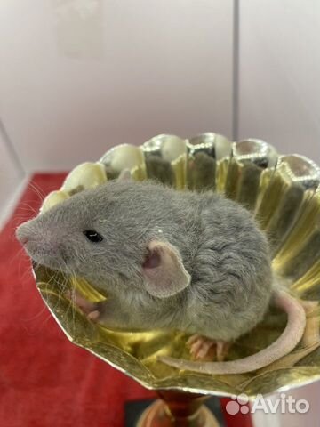 Крысята Рекс кучерявые волнистые с клеткой объявление продам