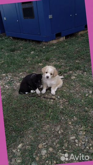 Щенки бесплатно