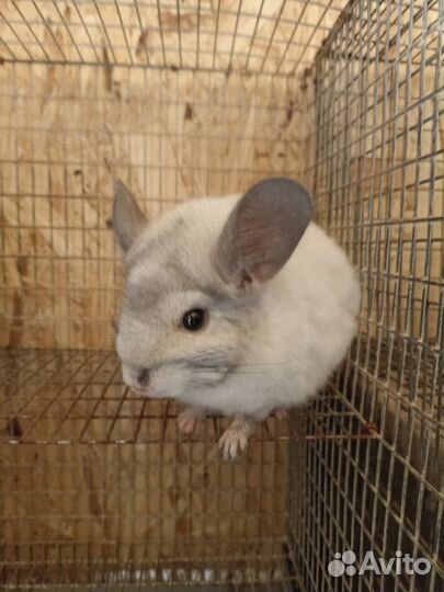 Шиншилла