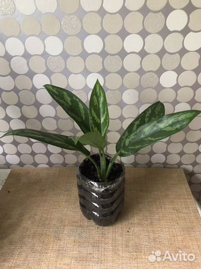 Комнатные растения