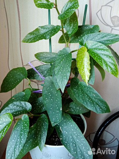 Бегония Крылья ангела